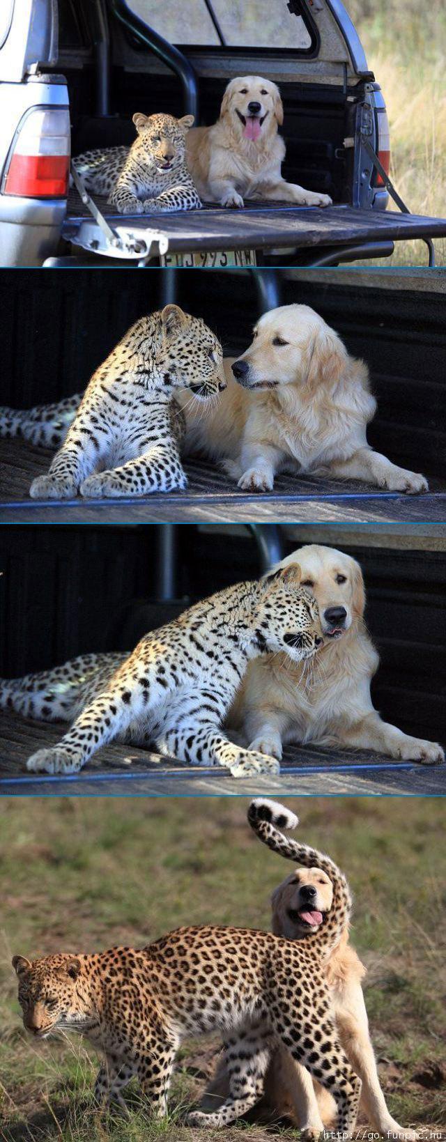Hund och gepard är vänner