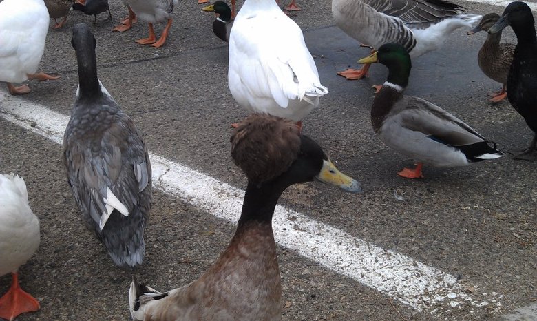 Scumbag duck