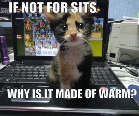 Söt katt