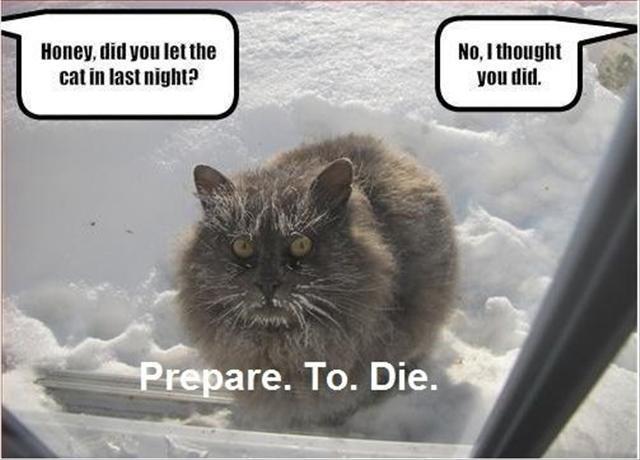 Don't mess with that cat