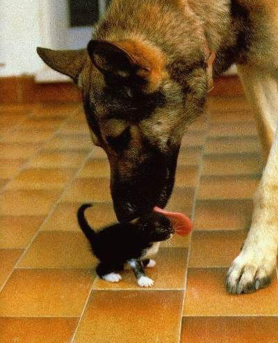 Hund välkomnar katt