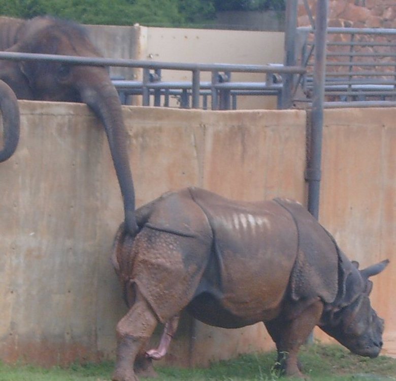 Skum bild från zoo