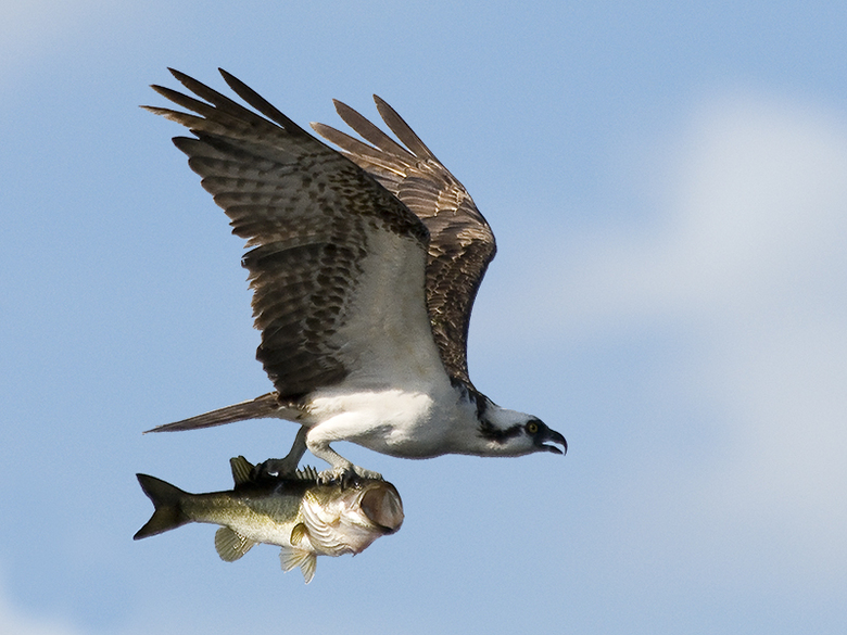 Fågel fångar stor fisk