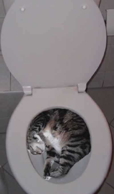 Katt " I " Toa