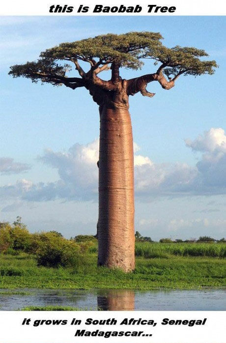 Trädet Baobab – bild 1 av 12
