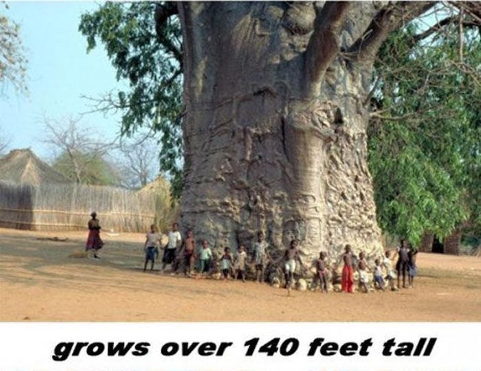 Trädet Baobab – bild 2 av 12