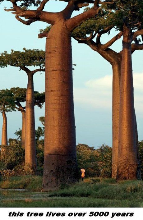 Trädet Baobab – bild 3 av 12