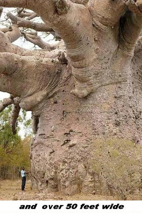 Trädet Baobab – bild 4 av 12