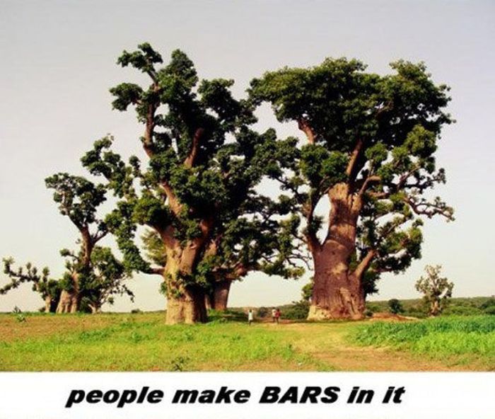Trädet Baobab – bild 5 av 12