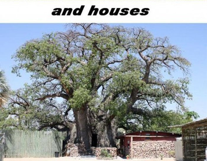 Trädet Baobab – bild 9 av 12