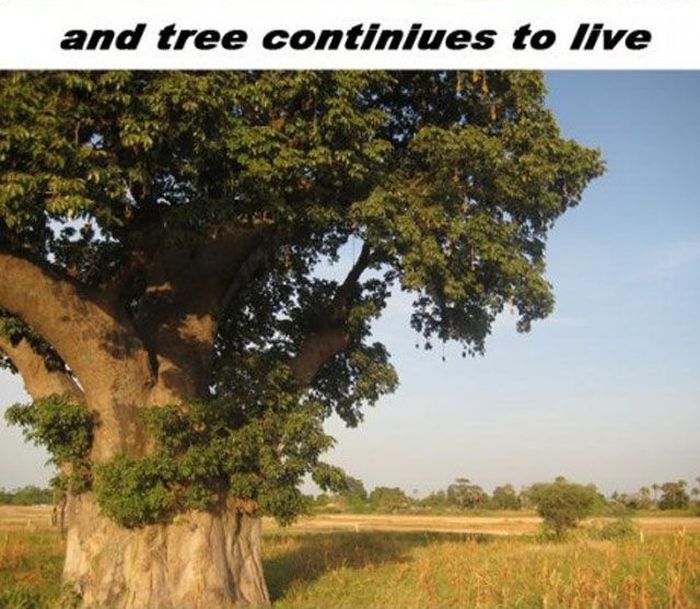 Trädet Baobab – bild 10 av 12