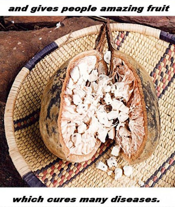 Trädet Baobab – bild 12 av 12