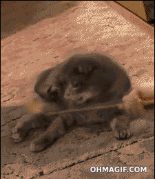 Katt som får förstår