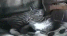 Cool cat