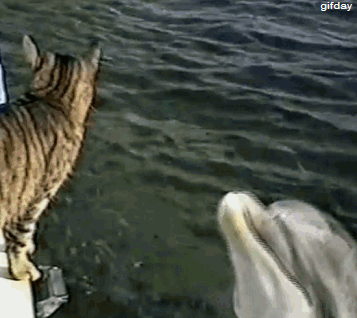 Katt och delfin