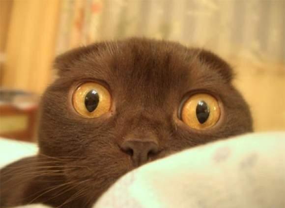 Katt gör fin WTF-look