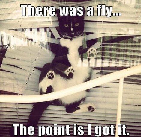Katt vs fluga
