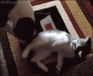 Hund vs katt