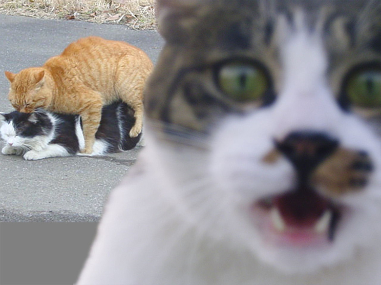 Close up cat