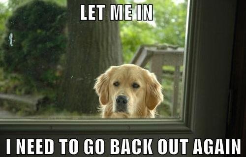 Troll Dog