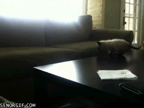 Katt gör sitt första hopp