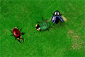 Bild från Beetle wars