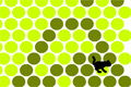Bild från Fånga katten