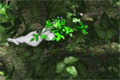 Bild från Yeti 8 - Jungle swing