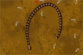 Bild från Python