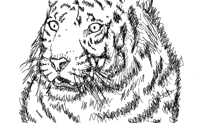 Vit Tiger