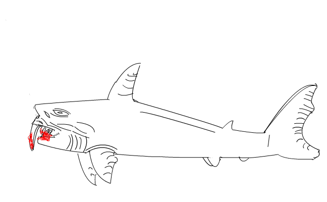bloody shark