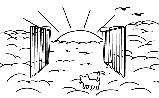 cat heaven