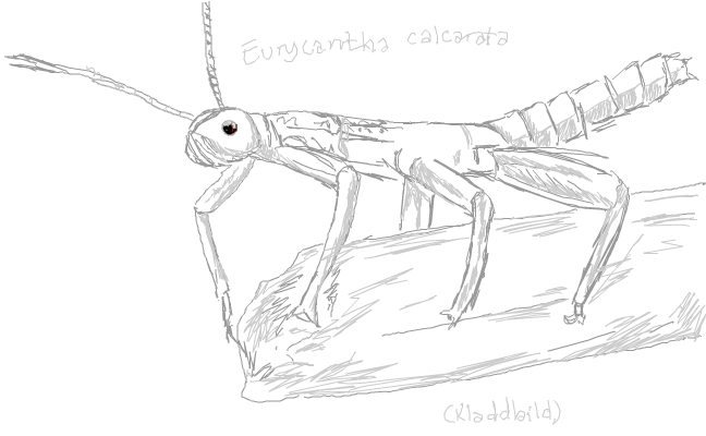Phasmid