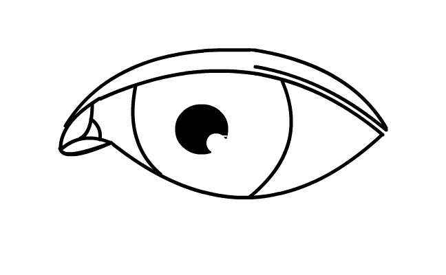 The eye