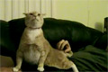 Bild från Katt får ryck