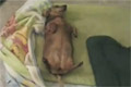 Bild från Hund försöker spela död