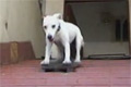 Bild från Hund som skejtar