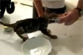 Bild från Hungrig kattunge
