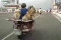 Bild från Hundar på vespa