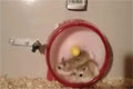 Bild från Hamsters