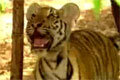 Bild från Långarmad apa vs Tiger