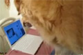 Bild från Hund blir rädd för katt på laptop