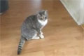 Bild från Den fulla katten