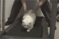 Bild från Katt som inte gillar träning
