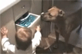 Bild från Klok hund