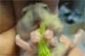 Bild från Söt hamster äter broccoli