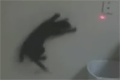 Bild från Katt jagar laserpekare