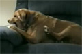 Bild från Hund leker med sig själv