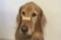 Bild från Förvirrad hund