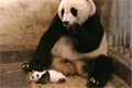 Bild från Överraskad Panda
